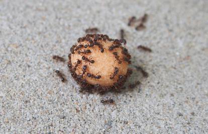 Jednom zauvijek: Riješite se mrava iz kuće uz 16 trikova