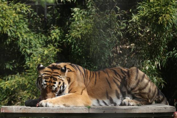 Osijek: Uskršnji ponedeljak u ZOO vrtu