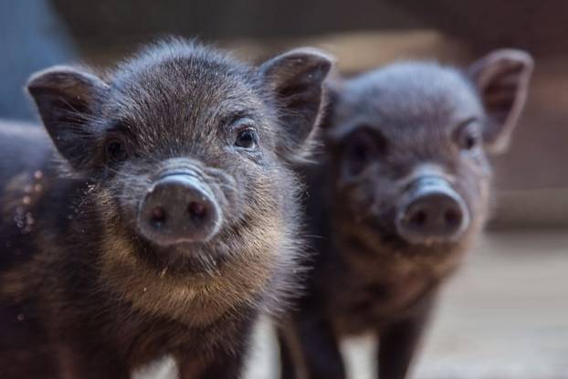 Ovo je idealan ljubimac za vas prema vašem znaku Zodijaka