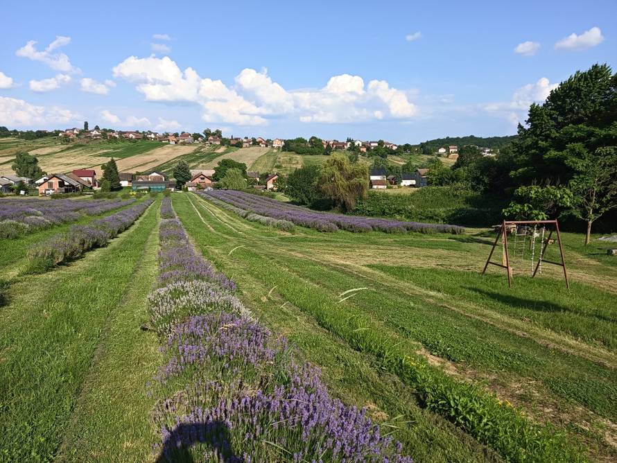 Ne, ovo nije Provansa. Ovo su divna polja lavande kod Kutine!