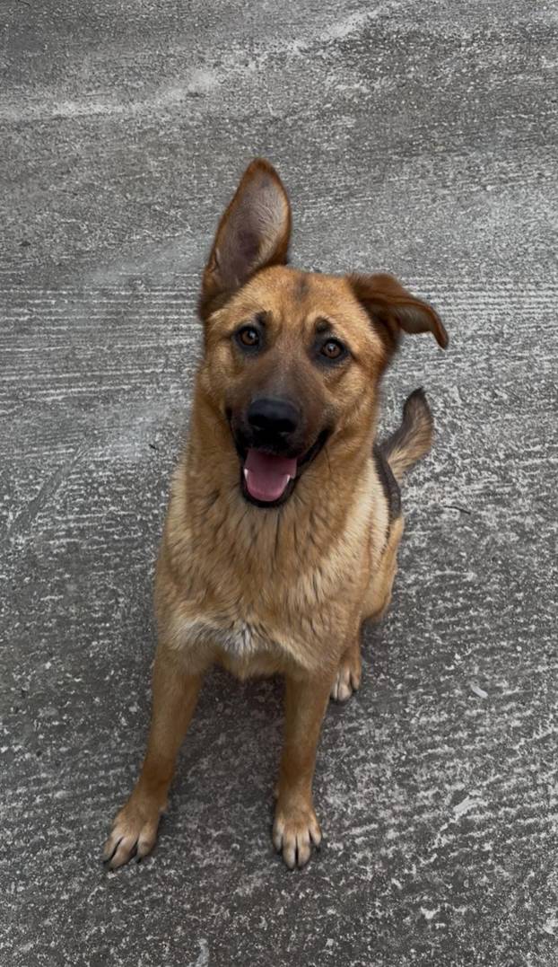 SUPER FOTKE vaših ljubimaca! Neki bi mogli biti viralni hit, ali svi su jednostavno neodoljivi