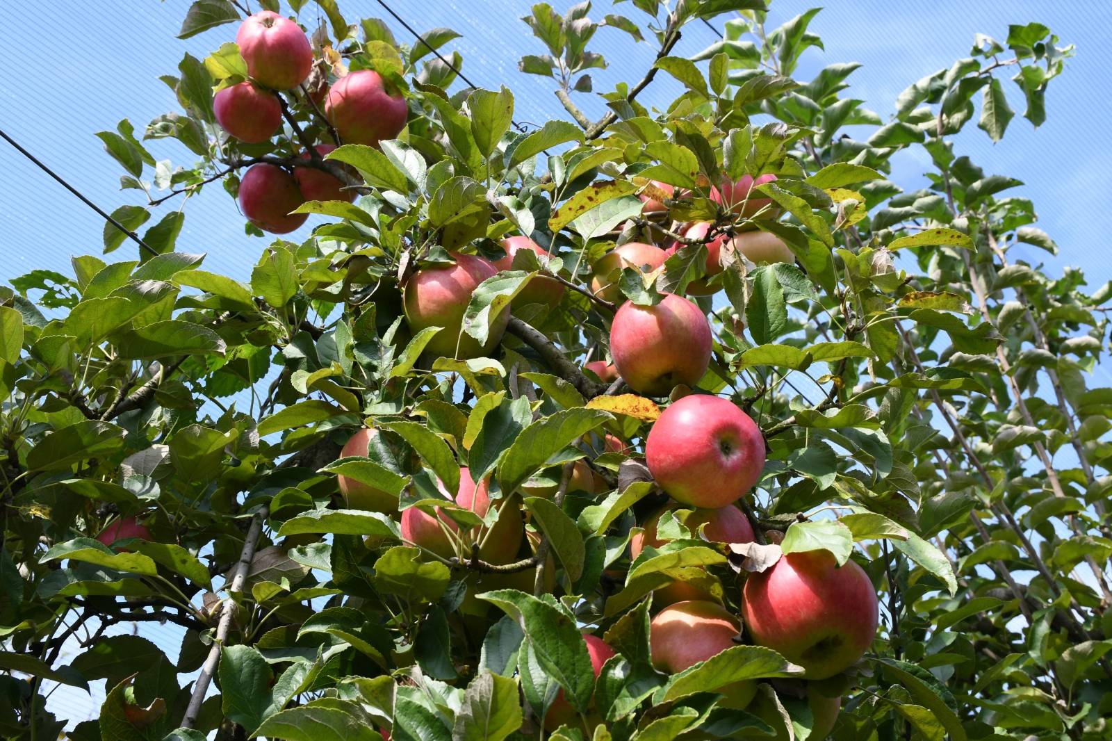 Počela berba jabuka, ali proizvođači nezadovoljni zbog ranijih šteta od tuče