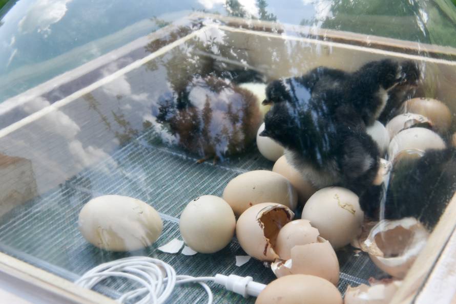 Pčele grijale jaja i stigli - pilići! 'Malo im je čudno kad pijuču...'