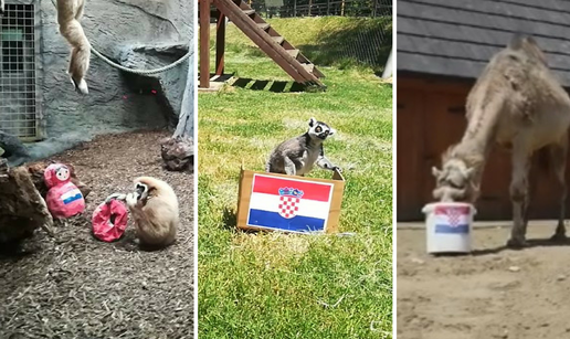 Gibon kaže Francuska, ali ara, lemuri i deva tvrde - Hrvatska!