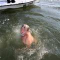 'Čovjek tuljan' 29. put skočio u Dravu, ali i dobio nasljednika