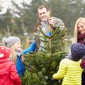 Kako se odabire živo božićno drvce? Provjerite mu korijen