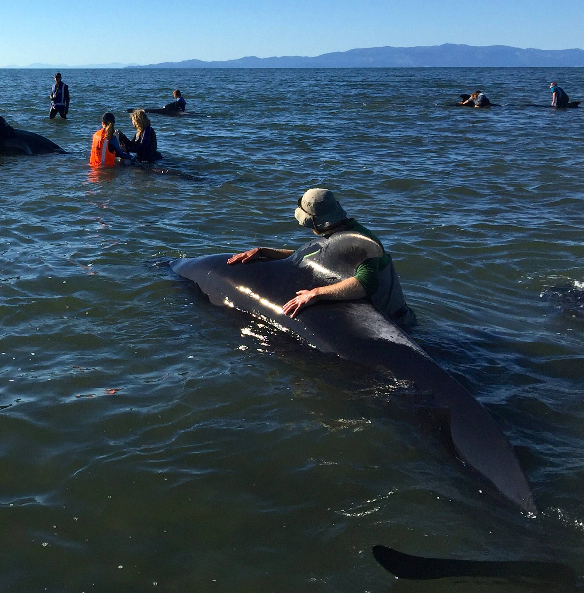 Volunteers try to guide some stranded pilot whales back out to sea after one of the country's largest recorded mass whale strandings, in Golden Bay