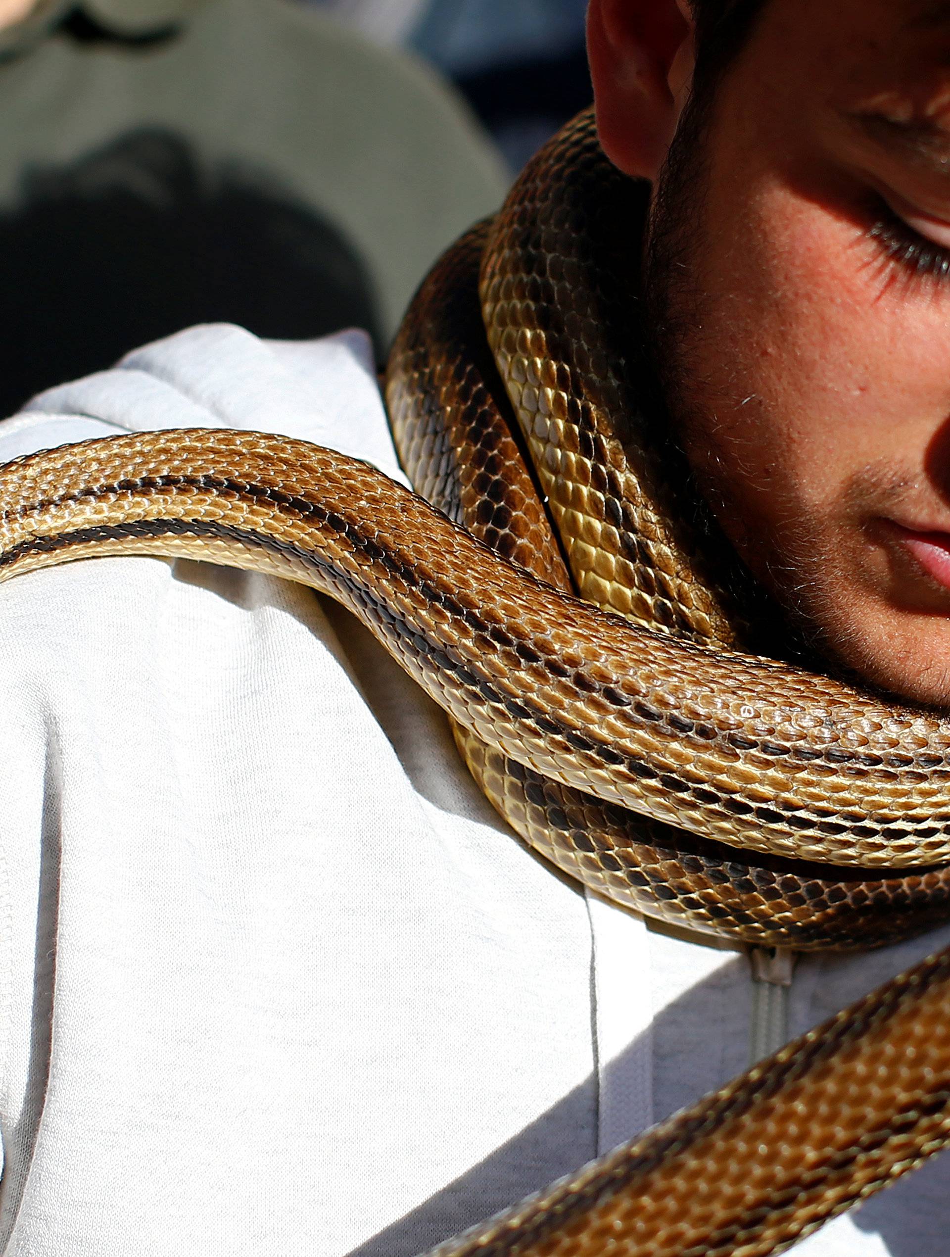 A man holds a snake, used to cover a wooden statue of Saint Domenico, during the St. Domenico procession in Cocullo