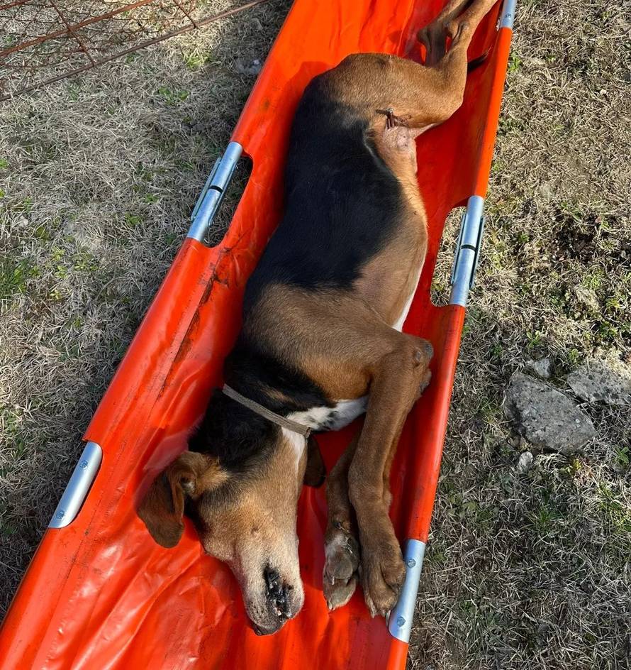 Psu kod Zadra šipka probila nogu, spašavali ga vatrogasci: 'Bio je u bolu i jako preplašen'