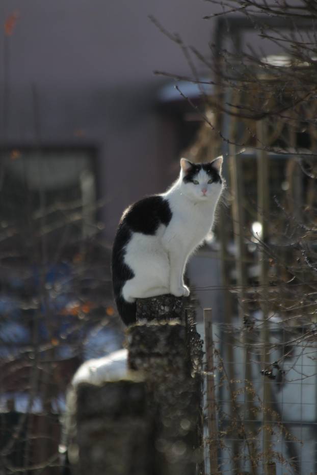 SUPER FOTKE vaših ljubimaca! Neki bi mogli biti viralni hit, ali svi su jednostavno neodoljivi