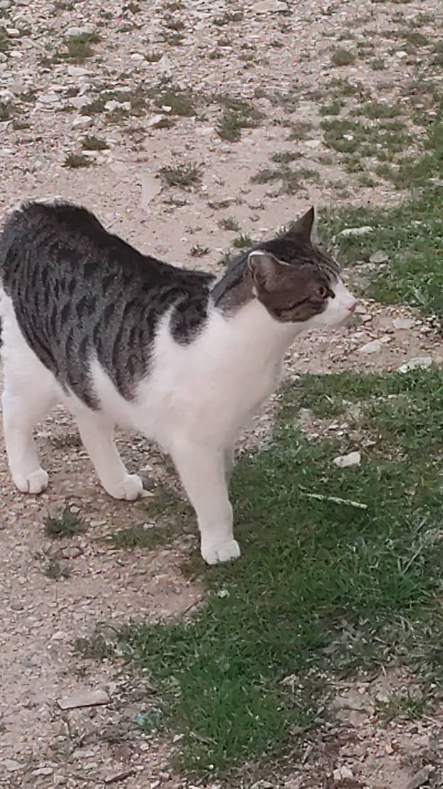 SUPER FOTKE vaših ljubimaca! Neki bi mogli biti viralni hit, ali svi su jednostavno neodoljivi