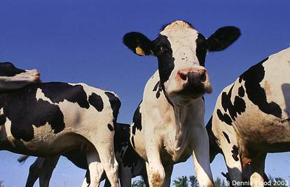 Slovenija: Od antraksa prvi put od 2001. uginule krave
