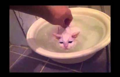 Nije kao druge: Maca obožava tople kupke i ne izlazi iz vode