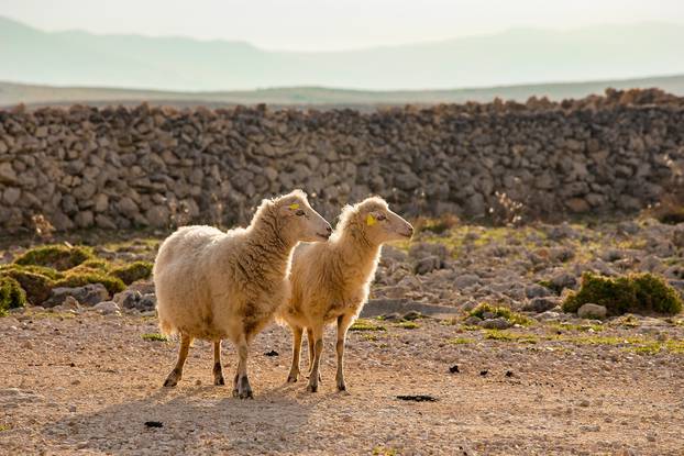 Two,Female,Long-tailed,Sheep,,Island,Of,Pag,,Croatia