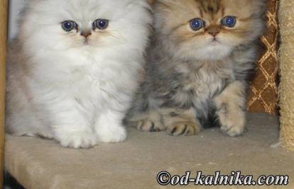 Perzijske mačke: Zanimljivosti o maznim i zaigranim macama
