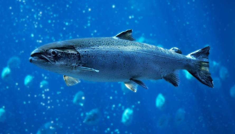 Losos ili tuna? Nutricionisti otkrivaju što je zdravije i koji izbor je bogatiji nutrijentima