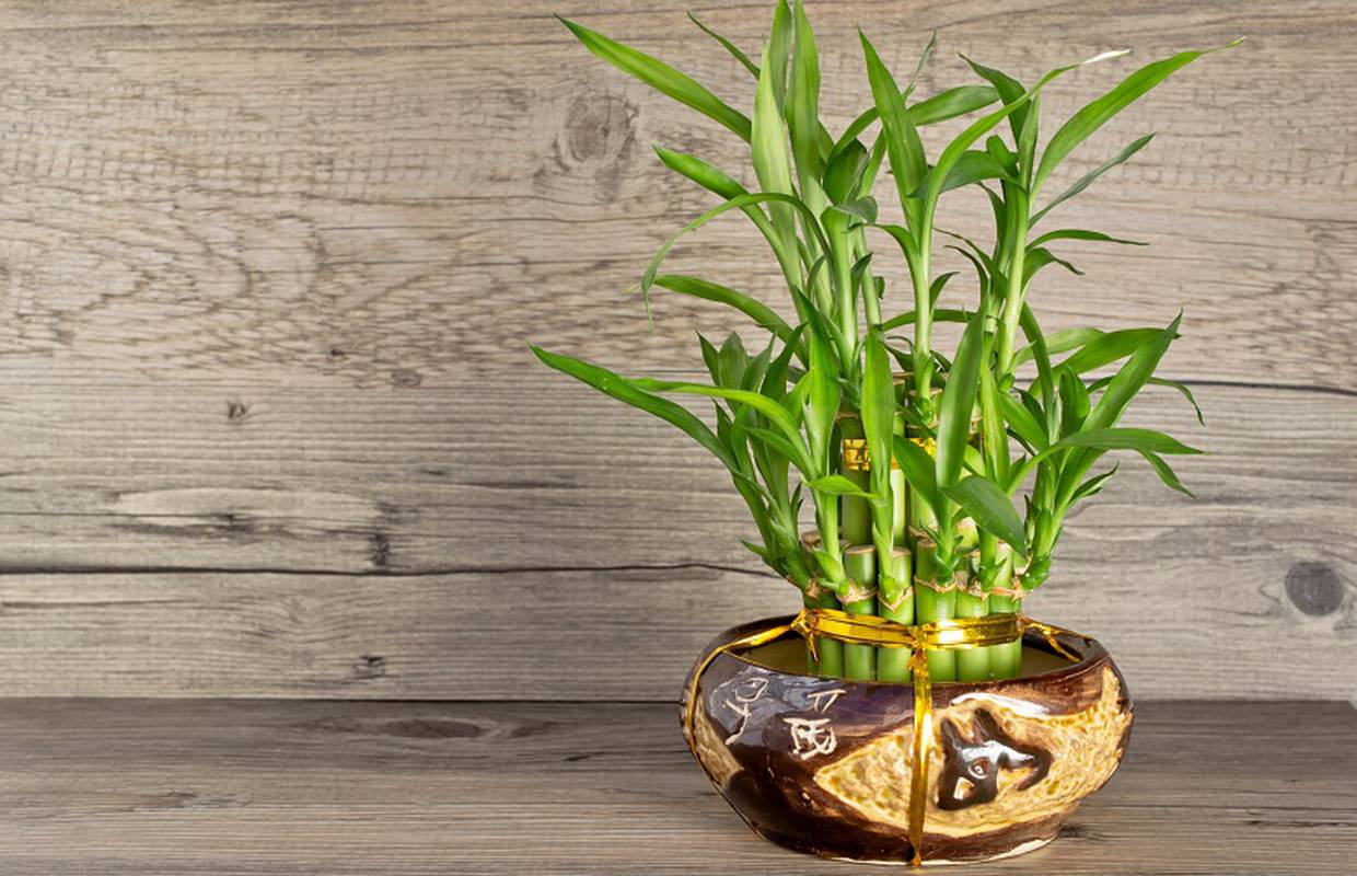 Sretni bambus - biljka koja ne traži puno pažnje, a može biti jako interesatan ukras u kući