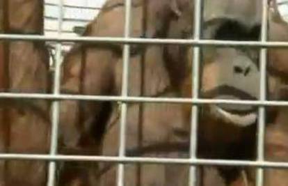 Orangutan oduševio goste u zološkom vrtu fućkanjem