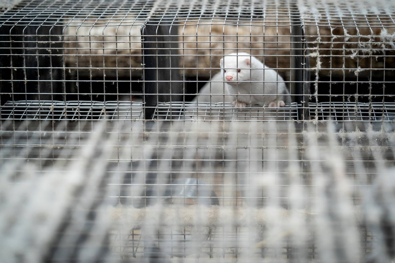 Denmark mink culling process