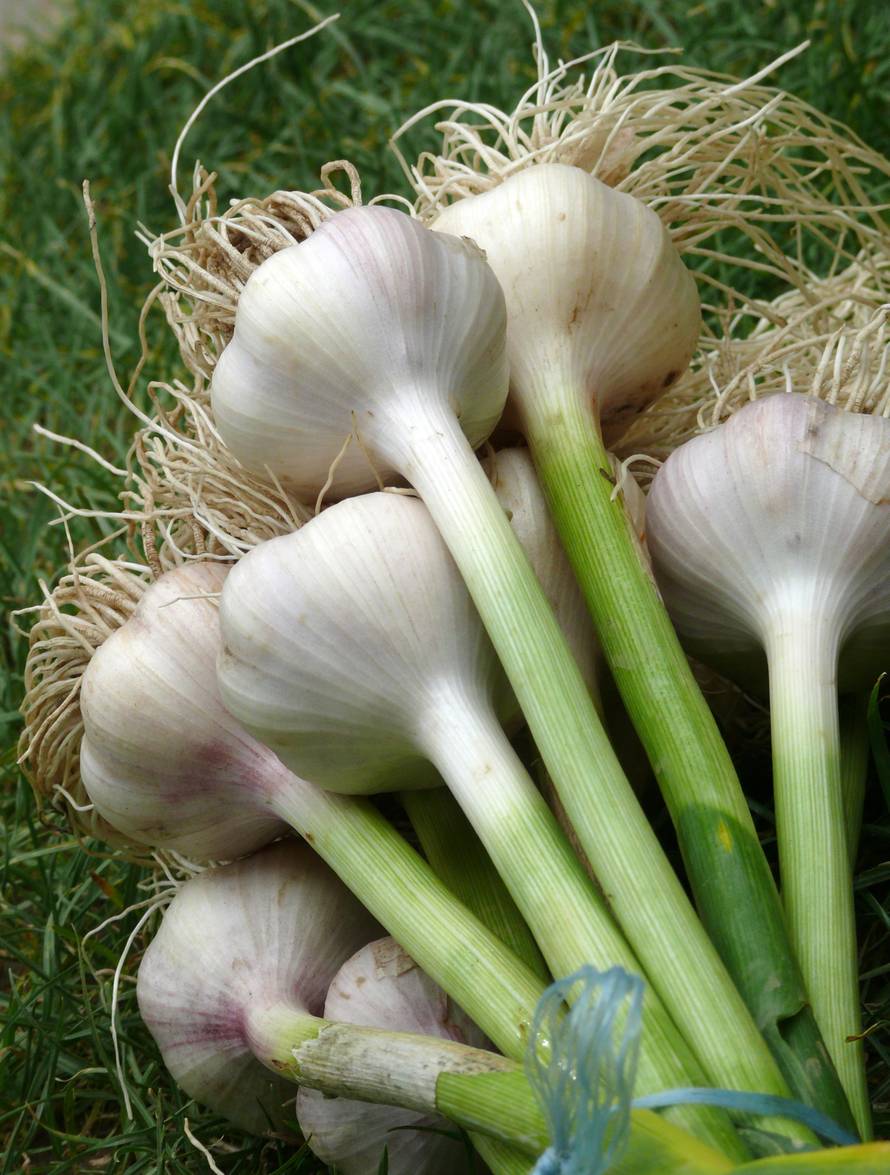 Mnogi koriste češnjak pogrešno cijeli život - i tako mu nesvjesno smanjuju dobrobit za zdravlje