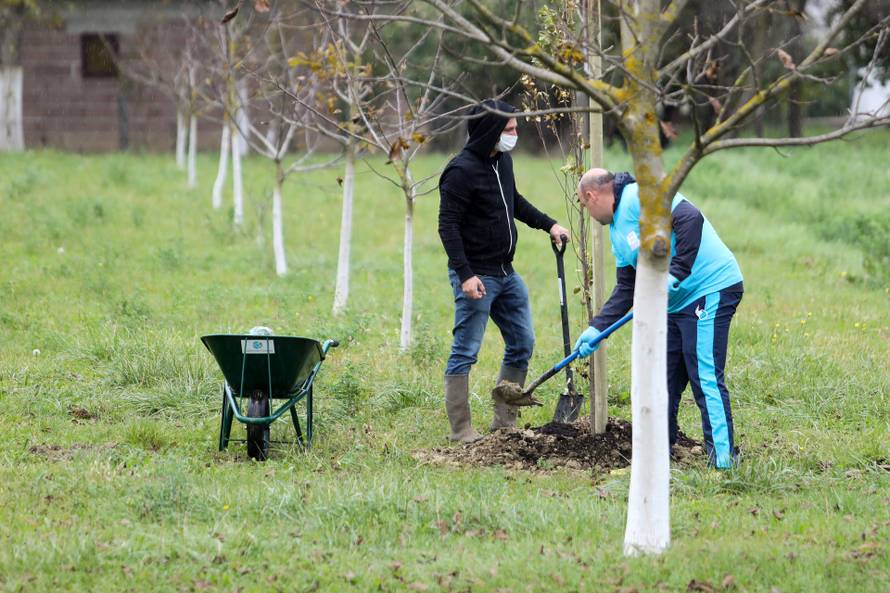 Zagreb: Oko crkve BDM Anđeoske u Dubravi zasađeno je 250 mladih stabala