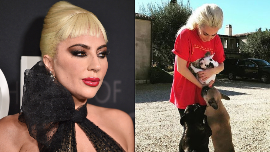 Muškaraca koji je napao šetača pasa Lady Gage osudili na četiri godine zatvora, priznao krivnju