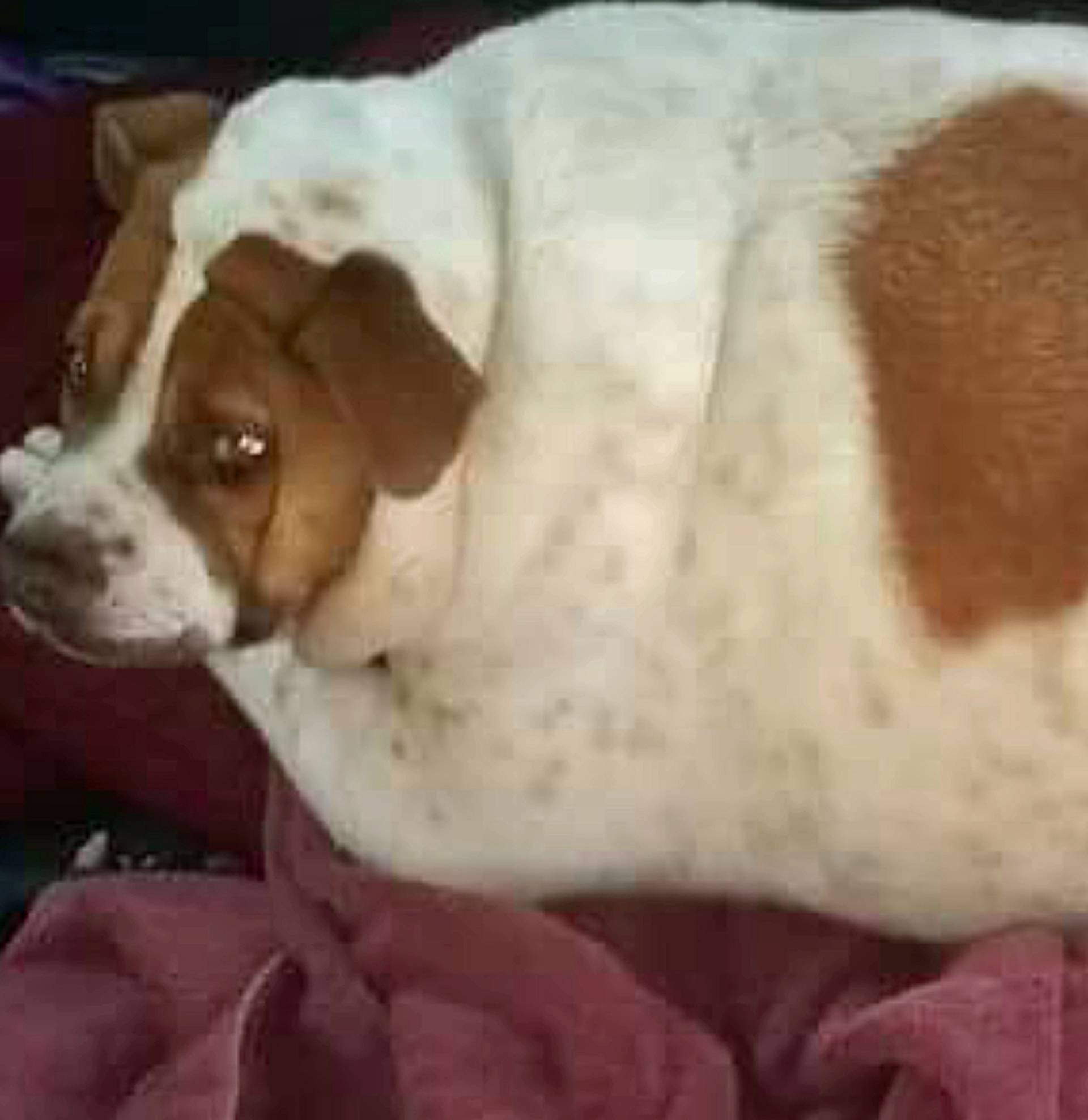 PODGY POOCH LOSES THREE STONE