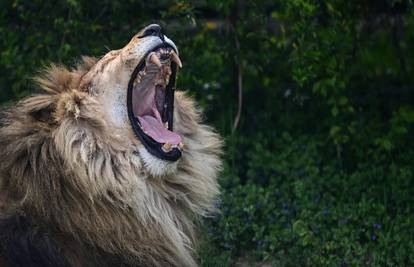 Lav rastrgao muškarca u ZOO vrtu: 'Pokušao je ukrasti laviće'