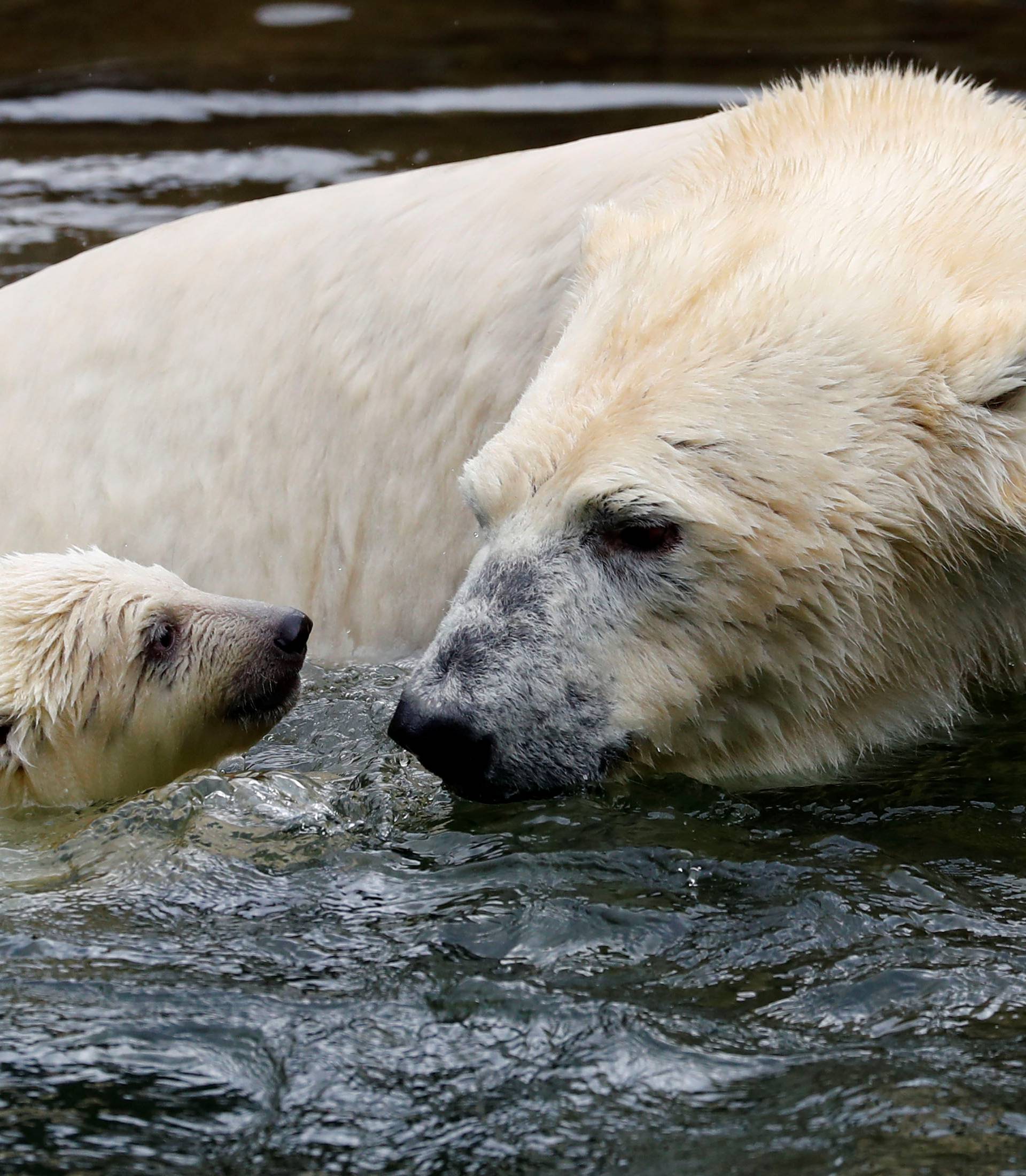 A female polar bear cub is seen together with 9 year-old mother Tonja during her first official presentation for the media at Tierpark Berlin zoo in Berlin