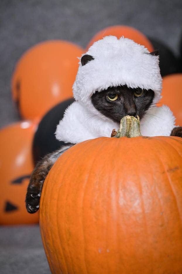 Sklonište u Dumovcu poziva na posebno jesensko udomljavanje pasa i mačaka