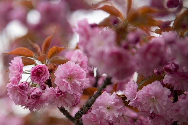 24sata Zagreb: Japanske trešnje u Ulici Bogoslava Šuleka