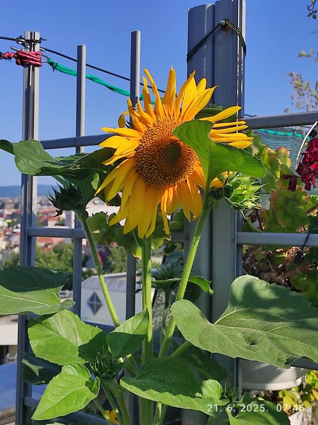 FOTO Zoran je na krovu zgrade u Zagrebu napravio zelenu oazu: 'Tu sadimo biljke, družimo se...'