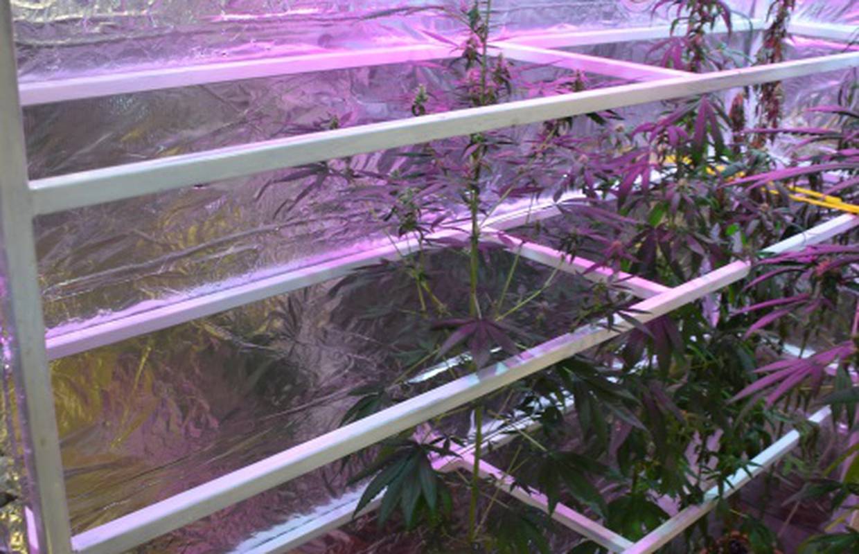 U kući u Sesvetama napravio laboratorij za uzgoj marihuane: Našli mu osam stabljika i vage