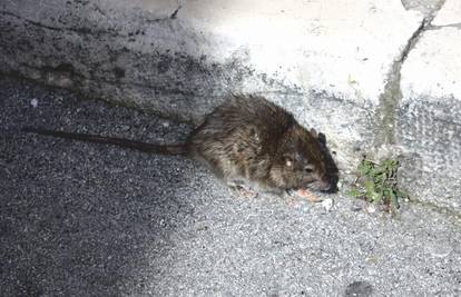 Zbog zakašnjele deratizacije metropolu preplavili štakori 