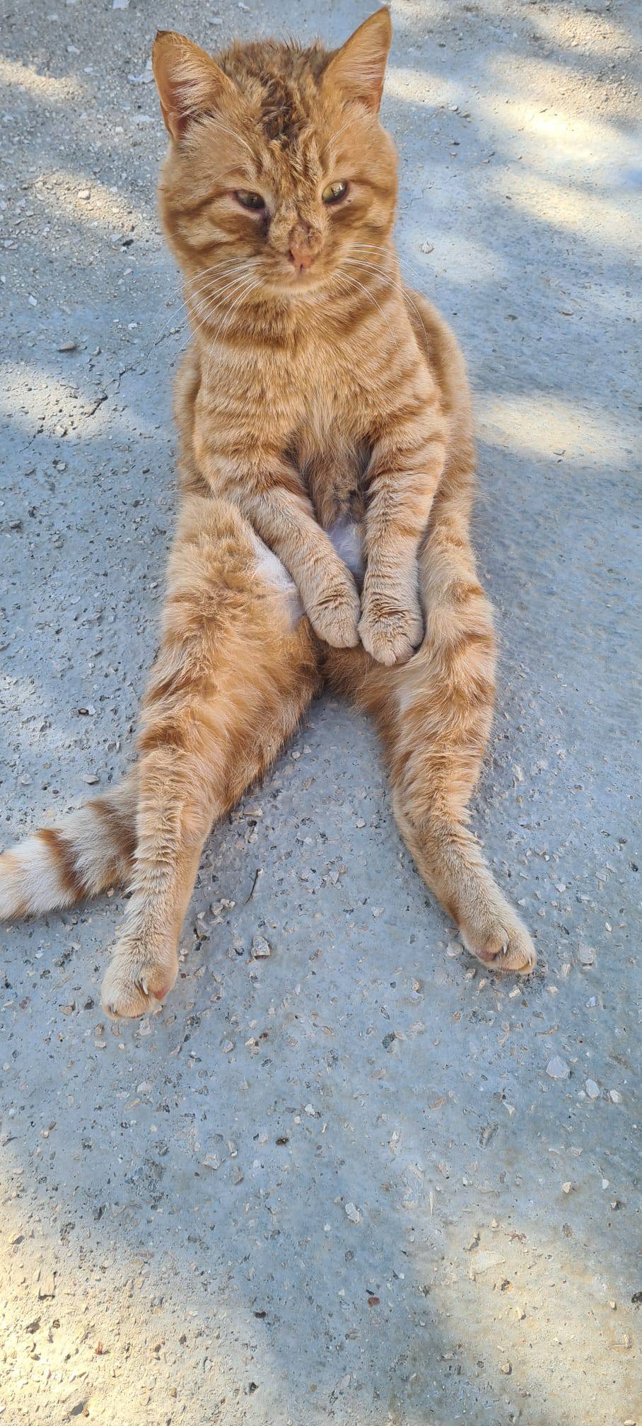 Upoznajte Duju, najpoznatijeg mačka na Korčuli. Sjedi kao čovjek i nikad nije imao curu