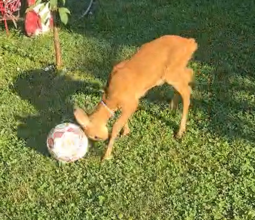 VIDEO Kod Jastrebarskog spasili lane: 'Bembo se sad sprijateljio s psom. Zna zaigrati i nogomet'