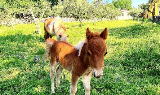 Beba poni u Istri čeka ime: Star je desetak dana i presladak je