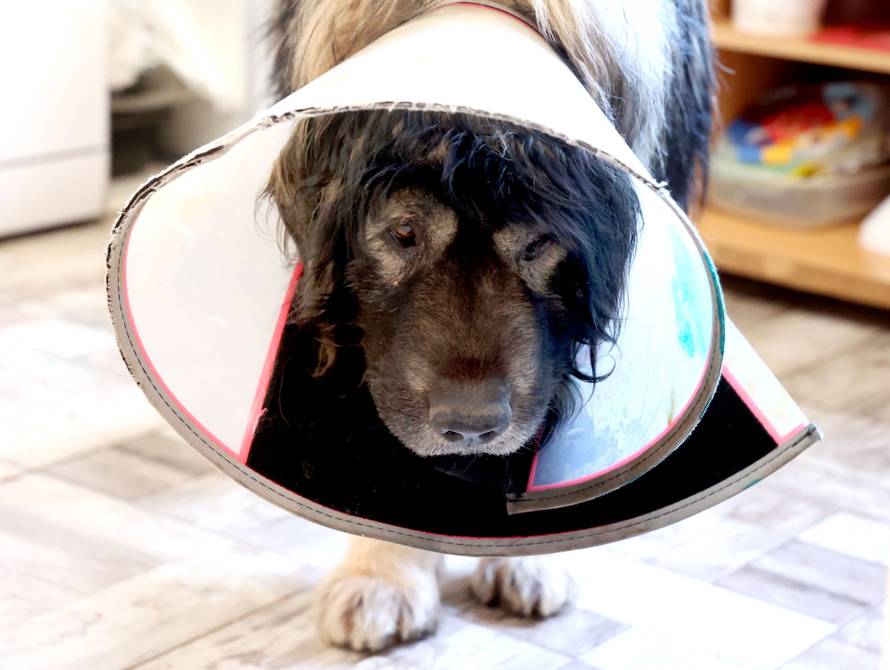 24sata Kistanje: Pas Shadow ranjen u borbi sa vukovima 