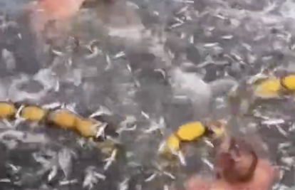 VIDEO Ribari iz Rijeke spasili dupina koji se zapleo u mrežu