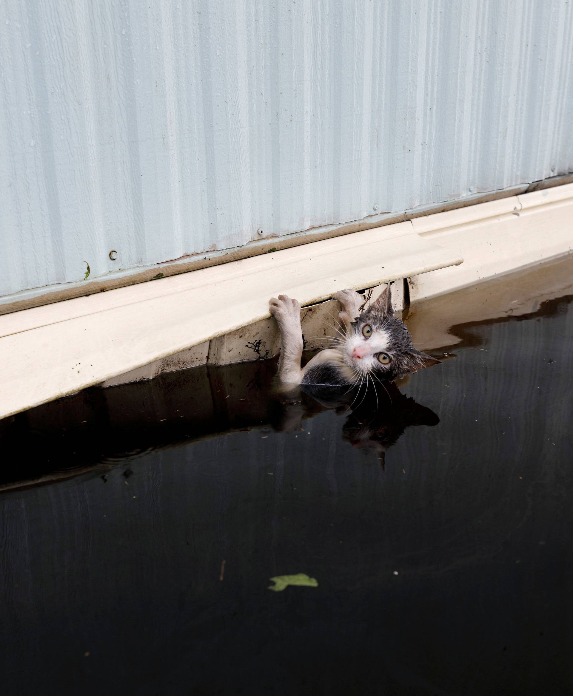 A cat clings to the side of a trailer amidst flood waters as the Northeast Cape Fear River breaks its banks in the aftermath Hurricane Florence in Burgaw, North Carolina