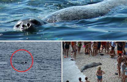 Prije par dana kod Dugog otoka snimljen 'morski čovik': Vratila nam se morska medvjedica?