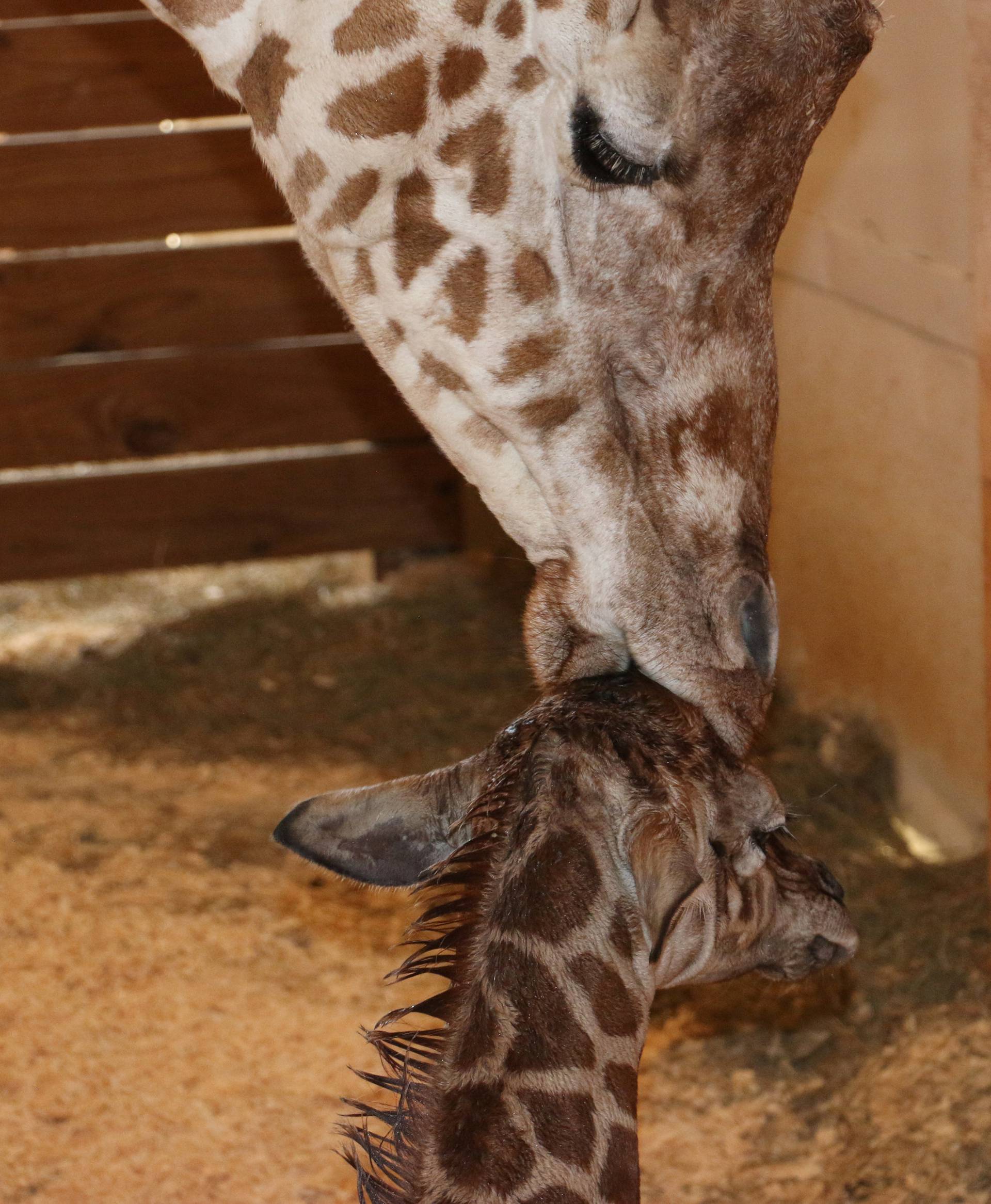April comforts her newly born unamed baby giraffe at the Animal Adventure Park, in Harpursville