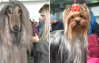 Znanstvenici: Psi se ne razlikuju u veličini  i oblicima zbog našeg utjecaja i uzgoja u novije doba