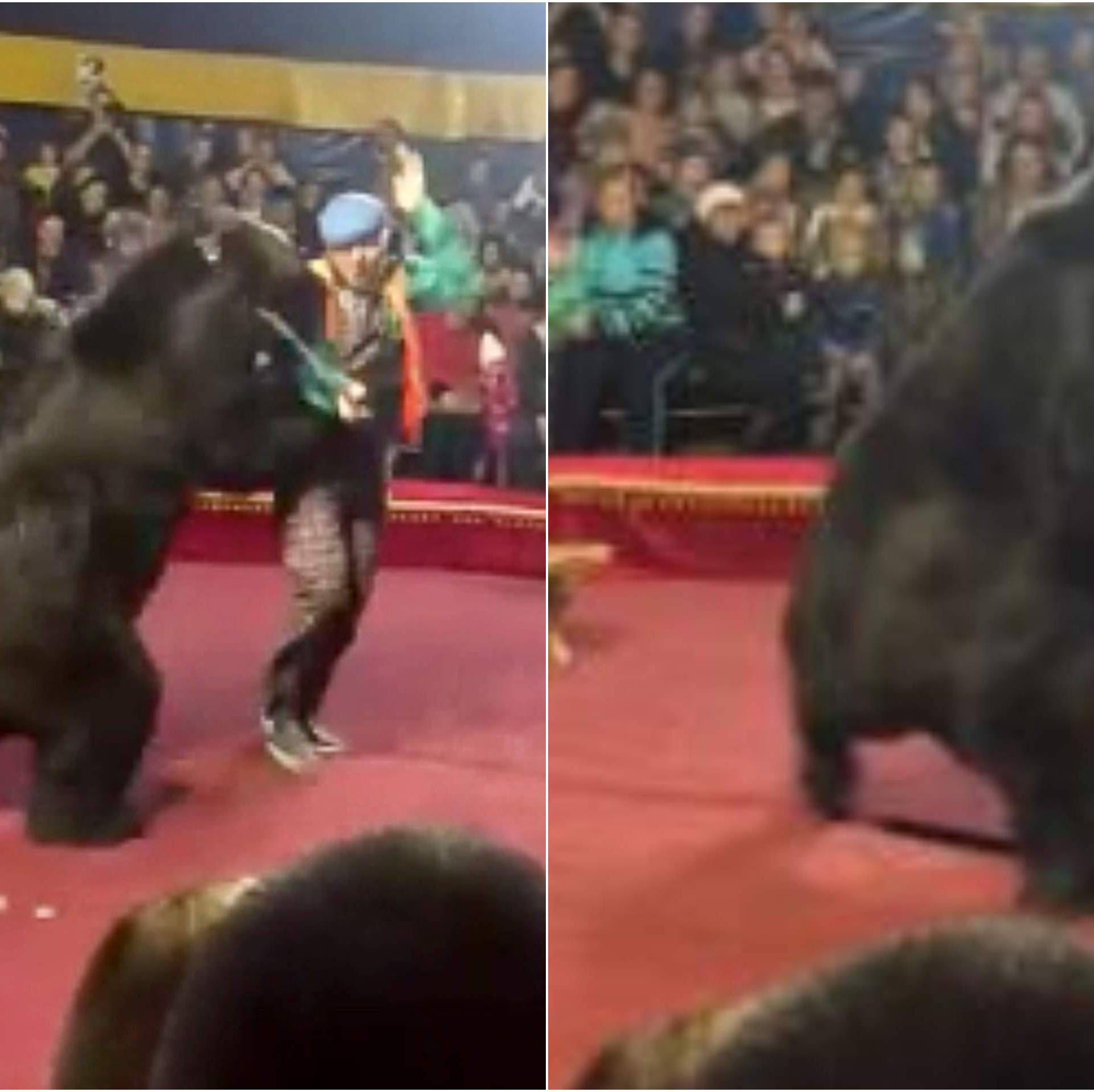 Uznemirujući video: Medvjed iz cirkusa napao je svog trenera