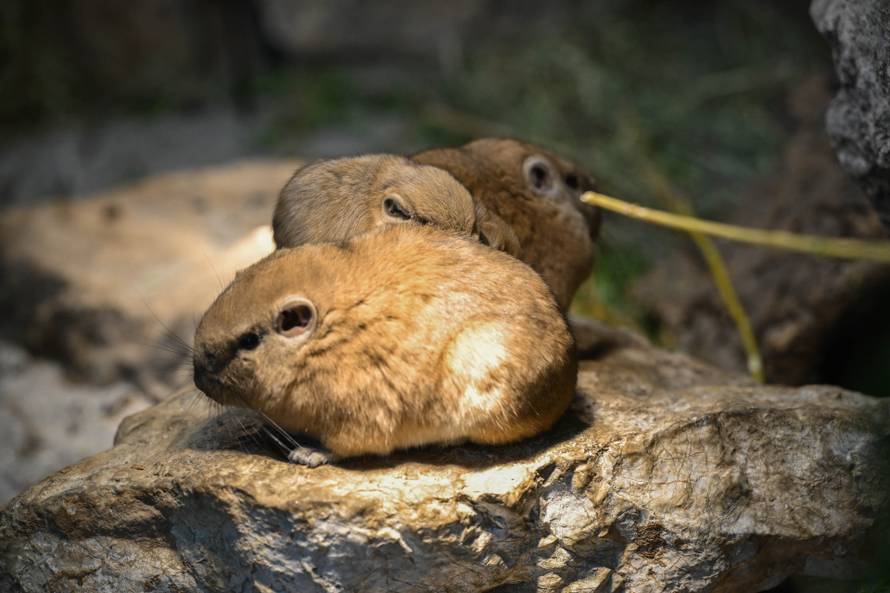 24sata Zagreb: Rodilište u Zoološkom vrtu