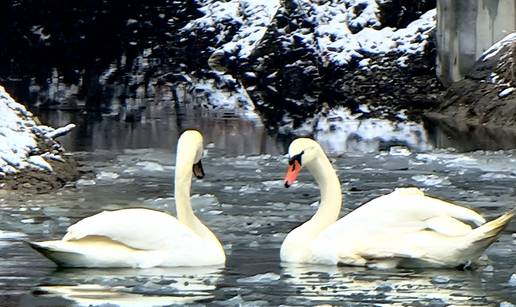 Maksimirsko jezero postalo je dom zaljubljenim labudovima