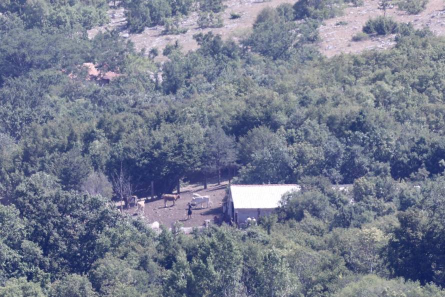 Vrlika: Danas počinje cijepljenje stoke zbog bedrenice