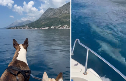 VIDEO Psi s broda znatiželjno gledali dupine kod Makarske: 'Plivali su uz nas neko vrijeme'