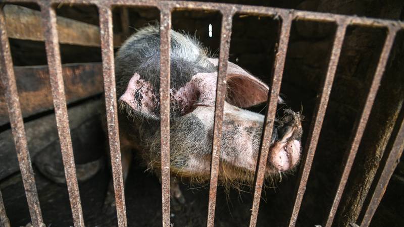 Otkrili dva nova slučaja afričke svinjske kuge u Slavoniji...