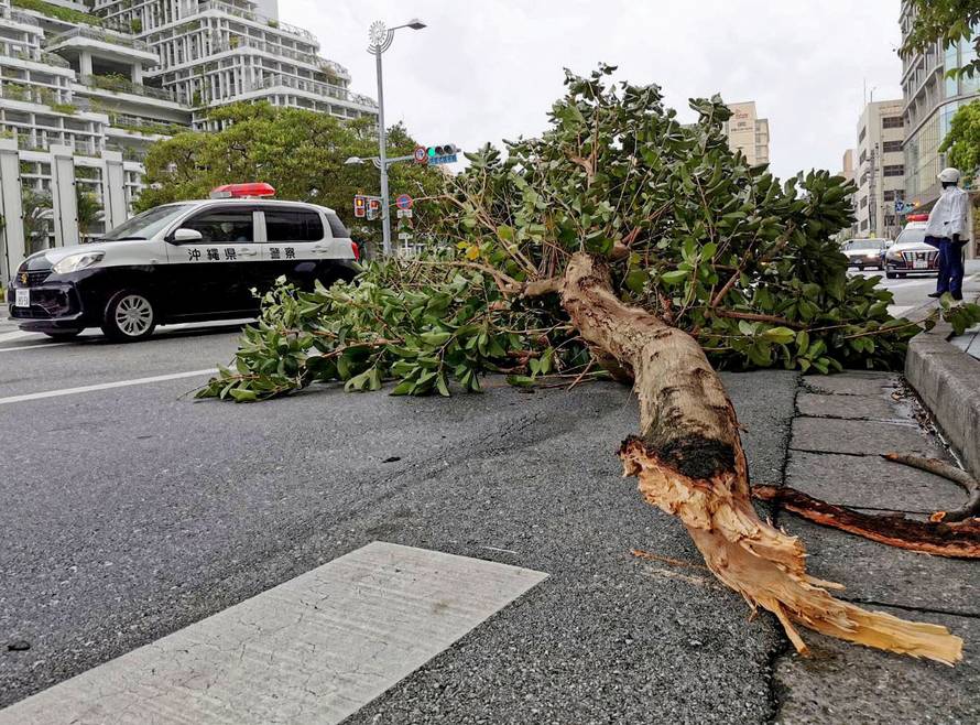 A view shows fallen roadside tree during strong winds brought by Typhoon Hinnamnor in Naha